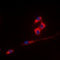 Anti-ECHOS1 Antibody