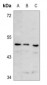 Anti-ECHOS1 Antibody