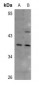 Anti-CD134 Antibody