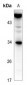 Anti-CD252 Antibody