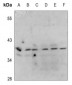 Anti-PRAS40 (pT246) Antibody