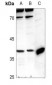 Anti-PRAS40 Antibody