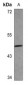 Anti-ARMCX1 Antibody