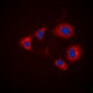 Anti-Aurora A (pT288) Antibody