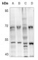 Anti-Aurora A (pT288) Antibody