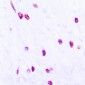 Anti-CDC25C (pS216) Antibody