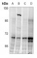 Anti-CDC25C (pS216) Antibody