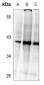 Anti-C/EBP beta (pT235) Antibody