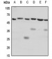 Anti-CD184 Antibody