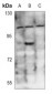 Anti-DAXX (pS668) Antibody