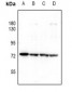 Anti-PKR Antibody