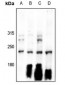 Anti-Separase Antibody