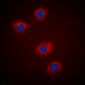 Anti-IRS1 (pS307) Antibody