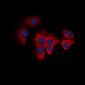 Anti-KDELR2 Antibody