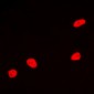 Anti-MEF2A Antibody