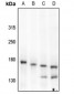 Anti-c-Met (pY1349) Antibody