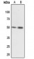 Anti-MNK1 Antibody