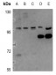 Anti-NF-kappaB p105/p50 Antibody