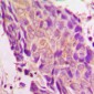 Anti-IKB epsilon Antibody