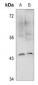 Anti-IKB epsilon Antibody