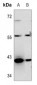 Anti-OBCAM Antibody