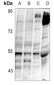 Anti-Delta Opioid Receptor (pS363) Antibody