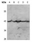 Anti-Kappa Opioid Receptor (pS369) Antibody