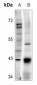 Anti-TOPK (pT9) Antibody