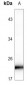 Anti-RAB8B Antibody