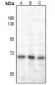 Anti-NF-kappaB p65 (AcK221) Antibody