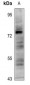 Anti-YAP1 (pS127) Antibody