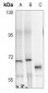 Anti-WASP (pY290) Antibody