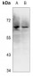 Anti-Ku70 (pS5) Antibody