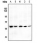 Anti-AKT (pS246) Antibody