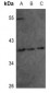 Anti-Annexin A1 (pY21) Antibody