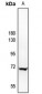 Anti-A-RAF Antibody