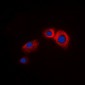 Anti-Beta-arrestin-1 Antibody