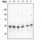 Anti-Beta-arrestin-1 Antibody