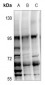 Anti-ATF2 (pT71) Antibody