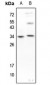 Anti-Caspase 3 (pS150) Antibody