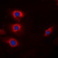 Anti-Cyclin B1 (pS147) Antibody