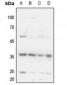 Anti-Cyclin H (pT315) Antibody