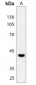 Anti-CREB (pS142) Antibody