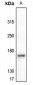 Anti-EGFR (pY1092) Antibody