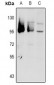 Anti-GPR101 Antibody