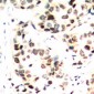 Anti-c-Jun (pS243) Antibody