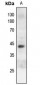 Anti-c-Jun (pS243) Antibody