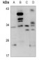 Anti-CD159a Antibody