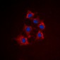Anti-Cytokeratin 8 (pS432) Antibody