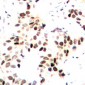 Anti-MEF2A (pT312) Antibody